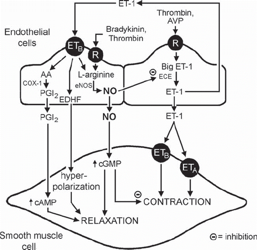 Figure 4. NO and endothelin. Release and actions of endothelin-1 (ET-1) in the vascular wall. (AA = arachidonic acid; AVP = arginine vasopressin; cAMP = cyclic AMP; cGMP = cyclic GMP; COX = cyclo-oxygenases; ECE = endothelin-converting enzyme; ETA and ETB = endothelin-receptors; NO = nitric oxide; NOS = nitric oxide synthase; PGI2 = prostacyclin; R = cell membrane receptor) (from Feletou et al., 2008, with permission). (Reference 9)