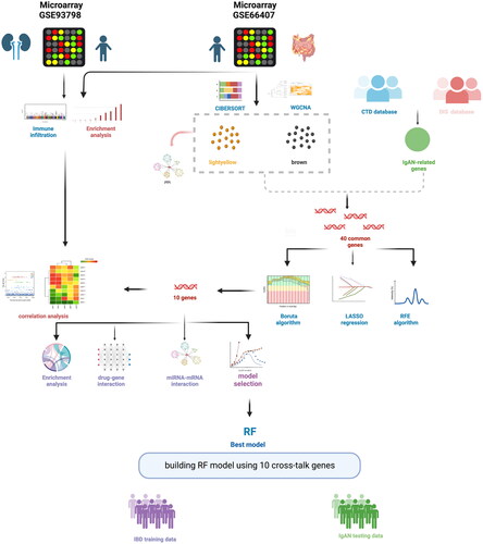 Figure 1. Workflow of this study. All datasets were extracted from Gene Expression Omnibus (GEO) database. The LASSO regression, RFE algorithm, and Boruta algorithm were used to select the optional cross-talk genes. RF model was considered as the best model to predict IgAN using the 10 cross-talk genes. In addition, protein–protein interaction (PPI) and functional enrichment analysis of the DEGs were performed. Graphic created with BioRender.com.