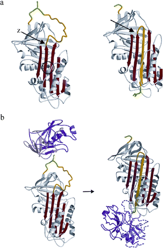 Figure 4. Structure of α1‐antitrypsin. (a) The first crystallographic structure of α1‐antitrypsin on the right Citation[76] showed how the cleaved reactive center loop (yellow) is incorporated as a middle strand in the main β‐sheet of the molecule (red). The intact molecule on the left shows the exposed centre. The vulnerable hinge of the loop, where the Z mutation occurs, is arrowed, and the equally vulnerable sliding shutter region is shown circled. (b) The reason for this extraordinary change in conformation is apparent from the structure of the complex of trypsin and α1‐antitrypsin. The cleaved serpin is seen to violently displace the protease (in purple) causing its loss of structure and consequent inactivation Citation[78]. (View this art in color at www.dekker.com.)