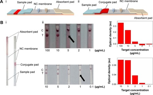 Figure 2 The effect of improved structure of test strip on LFIA performance.Notes: (A) The schematic diagrams show the structure of test strip before (i) and after (ii) incorporating a piece of conjugate pad into the test strip. (B) The images (i) of comparison of conventional and improved LFAs and the results (ii) which show that the detection limit is improved from 5 µg/mL to 1 µg/mL (the arrows reference the detection limit of the results).Abbreviations: LFA, lateral flow assay; LFIA, lateral flow immunoassay; NC, nitrocellulose; C, control line; T, test line.