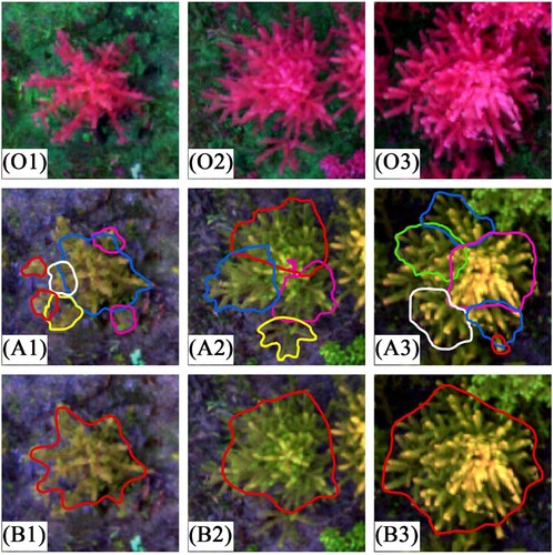 Figure 9. Example of the over-segmentation and corrected tree-crown identification by Mask R-CNN. O is the original image, A is the detection results by Mask R-CNN using the image with a resolution of 0.01 m, B is the detection results by Mask R-CNN using the image with a resolution of 0.02 m. The ground distance corresponding to each image was 2.34 m × 2.34 m. The images in the same row have the same resolution. For the same column, the images showed the same Chinese fir at the different resolutions.