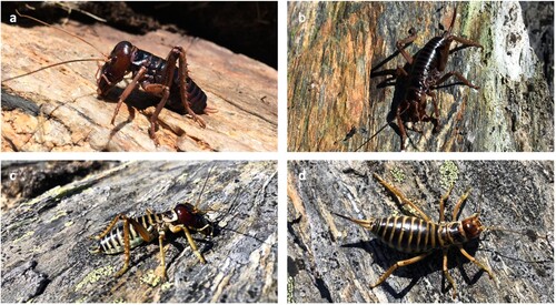 Figure 1. Colour polymorphism in Hemideina maori. a) melanic male, b) melanic female, c) yellow male, d) yellow female. Photos taken on the Rock & Pillars Reserve, Otago. Photo credits: S. Johnson (a&b), N. Lim (c&d).