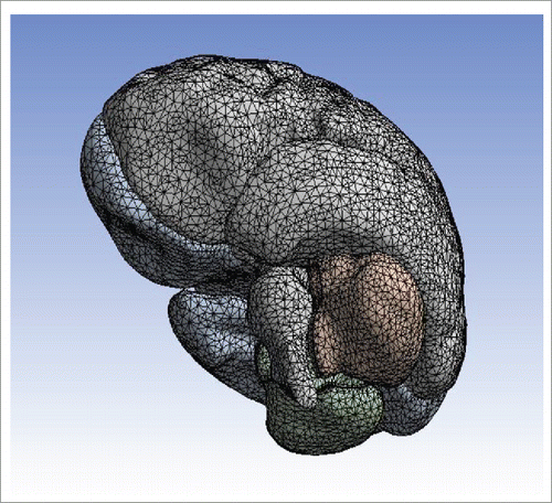 Figure 4. Finite element mesh for complex brain tissue.
