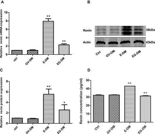 Figure 1 Renin expression in DKD mice treated with oral enalapril (5 mg/150 mL water) and combined treatment (enalapril and pGPU6-shEgr1 plasmid). (A) Expression level of renin mRNA among the four groups of DKD mice. (B and C) Expression level of renin protein measured by Western blotting. (D) Urinary renin measured using ELISA. The results are expressed as fold change over baseline (control group). Values are represented as mean ± SD. *P < 0.05, **P < 0.01 vs ahead group by Student’s t-test.Abbreviations: E-DM, Mice treated with oral enalapril (5 mg/150 mL water); EG-DM, mice treated with enalapril and pGPU6-shEgr1 plasmid; GV-DM, mice treated with pGPU6 vector plasmid (n = 6).