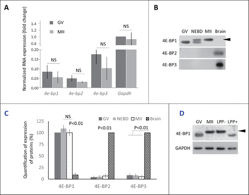 Figure 1. Expression of 4E-BP forms in mouse oocytes. (A) Quantitative RT-PCR analysis shows all 3 forms of 4e-bp mRNA, which are stable during oocyte maturation (NS = non-significant, n ≥ 3). Results were normalized to the relative internal standard Gapdh mRNA in GV. (B) Immunoblotting shows presence of only 4E-BP1 form on the protein level. Both 4E-BP2 and 4E-BP3 are absent in the oocytes, although they are present in the brain. Expression of the 4E-BP1 in the brain sample is significantly lower in comparison with oocytes (See Fig. S1A). 4E-BP1 displays visible phosphorylation shift (arrowhead) post NEBD (a typical experiment from at least 3 replicates is shown). (C) Quantification of protein expression of the 4E-BP1–3 in the oocytes during maturation and brain samples. Data are presented as mean ± SD, Student's t-test. (D) Treatment of the lysate from MII oocytes with Lambda Protein Phosphatase (LPP+) suppressed mobility shift of the 4E-BP1 on the WB. Arrowhead points to phospho 4E-BP1 form. See Figure S1A and B.