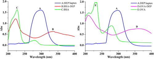 Figure 1. The UV spectra of DEP hapten, protein and conjugates; absorbance value at characteristic peak, 336 nm: ODBSA-DEP = 0.630, ODDEP hapten = 0.138, ODBSA = 0.005; 360 nm: ODOVA-DEP = 0.424, ODDEP hapten = 0.020, ODOVA = 0.154; CBSA: 0.25g·L−1, COVA: 0.28g·L−1, Chapten: 0.05g·L−1; protein and conjugate were dissolved in PBS buffer; hapten was dissolved in DMF.