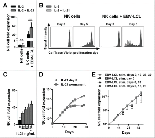 Figure 1. The combination of IL-21 supplementation at start of cultivation, IL-2 and irradiated EBV-LCL feeder cells enabled a long-lasting, pronounced expansion of NK cells. (A) NK cells were cultivated with IL-2 (black bars) or with IL-2 and 100 ng/mL IL-21 (gray bars) in the presence or absence of irradiated EBV-LCL feeder cells. The expansion of NK cells was measured after 7 d. Displayed are mean values and standard deviation of eight NK cell donors and statistical significance was tested by paired Student's t-test. (B) NK cells were labeled with CellTrace Violet Proliferation Dye and cultivated with IL-2 (dark gray histograms) or IL-2 and 100 ng/mL IL-21 (light gray histograms) in the presence or absence of irradiated EBV-LCL feeder cells. The dilution of CellTrace Violet corresponding to cell proliferation was analyzed by flow cytometry at day 3 and day 5. A representative donor out of three donors is shown. (C) NK cells were co-cultured with irradiated EBV-LCL feeder cells and IL-2 at different concentrations of IL-21. Mean NK cell fold expansion and standard deviation are displayed for three donors. (D) NK cells were co-cultured with irradiated EBV-LCL feeder cells and IL-2. IL-21 (100 ng/mL) was supplemented only at day 0 (gray dots) or permanently (gray squares), meaning at day 0, 7, 9, 11, 13, 16, 18, 20, and 26 when fresh medium was added. Mean NK cell expansion fold and standard deviation of six donors are shown at different time points. (E) NK cells were cultured with IL-2 and 100 ng/mL IL-21 was added at day 0. NK cells were co-cultured with irradiated EBV-LCL and re-stimulated with EBV-LCL at day 13, 26, and 39 (gray line and dots). In addition, the expansion without EBV-LCL restimulation at day 13, 26, or 29 was determined and monitored for 7 d (gray dashed line and triangles). Shown are mean and range of the NK cell expansion folds of six donors at different time points.