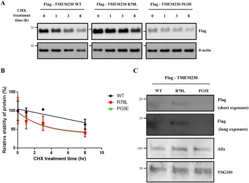 Figure 2. Stability of Flag-TMEM230 WT, -TMEM230 R78L or -TMEM230 PG5E proteins. (A) SN4741 cells were transfected with the indicated TMEM230 plasmids for 40 h and then treated with cycloheximide (CHX) for 0, 1, 3 and 8 h. Each TMEM230 protein level is analyzed by western blot. n = 3. (B) Relative level of TMEM230 proteins after cycloheximide treatment. (C) Western blot analysis of TMEM230 protein secreted in culture media. Alix and TSG101 were used as loading controls of media. A representative image is shown from three separate experiments (A, C).