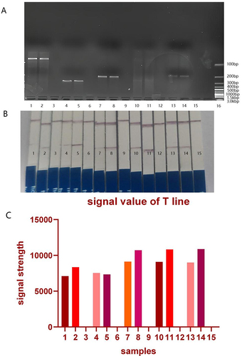Figure 4 Electrophoresis and immunochromatographic strip detection results of five carbapenemases.