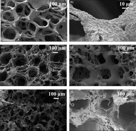 3 Bioglass based scaffolds: a, b PU replica foam (BG-PU) at different magnification; c inhalant surfaces and d exhalant surface of SA replica foam (BG-SA); e, f inhalant surfaces and exhalant surface of SL replica foam (BG-SL)