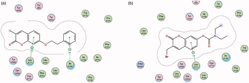 Figure 6. Diagrammatic representation showing binding interactions of the (a) 7-phenylethyloxy compounds (represented by 2) and (b) 7-carbamate compounds (represented by 5) when docked with MAO-B. This compound’s lack of π–H interaction with Ile 199 may explain its lower activity.