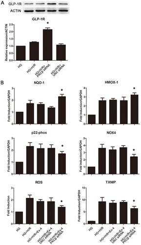 Figure 3 Restoration of GLP-1R expression by knockdown of PKCβ recovered anti-oxidative stress effects of GLP-1R in H9C2 cells cultured by high glucose. (A) Western blot analysis confirmed the restoration of GLP-1R expression by knockdown of PKCβ in H9C2 cells cultured by high glucose. *P<0.01 vs HG, HG + H/R and HG + H/R + UNC siRNA group. (B) Restored anti-oxidative stress effects of GLP-1R. *P<0.05 vs HG + H/R + Ex-4 group.