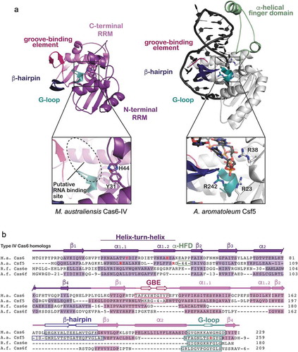 Figure 4. Structure and sequence alignments of Ma Cas6-IV with other Type IV RNA endonucleases. (a) A structural comparison of Ma Cas6-IV with the Cas6-homolog Csf5 from Aromatoleum aromaticum (PDB 6H9I). Features involved in binding crRNAs are indicated. The Csf5 protein contains a large insert called the alpha-helical finger domain (light green) that is not observed in Ma Cas6-IV. Residues predicted to activate cleavage of the crRNA are indicated in the inset below. (b) Sequence alignment of Ma Cas6-IV with other RNA endonucleases observed in Type IV systems. The N- and C-terminal RRM secondary structure elements are indicated, as well as features which bind crRNA, including the groove-binding element (GBE), beta-hairpin, and glycine-rich loop (G-loop). The alpha-helical finger domain (α-HFD) insert of Csf5 is also indicated. Active site residues of Ma Cas6-IV and Csf5 are bolded in red. Cas6e and Cas6f sequences are noticeably shorter than Ma Cas6-IV and Csf5, lacking large portions of the C-terminal RRM