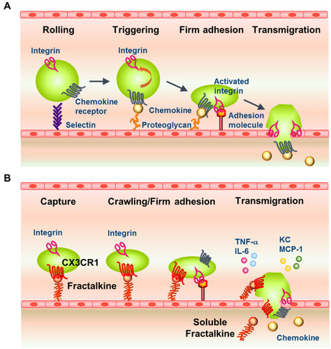 Figure 1 Classical and Fractalkine–CX3CR1-Mediated Pathways of Leukocyte Recruitment to Inflamed Tissue. (A) Model of the classical pathway for leukocyte extravasation into sites of inflammation via an adhesion and transmigration cascade. Leukocytes adhere to the endothelial layer through selectins (tethering and rolling), which is followed by engagement of chemokine receptors and integrin activation (firm adhesion), and transmigration into the underlying tissue. (B) Model of the involvement of fractalkine-mediated pathways in the adhesion and transmigration of CX3CR1high leukocytes from the circulation into inflamed tissue. Fractalkine–CX3CR1 engagement enhances the transient capture and attachment of leukocytes to endothelial cells, which is followed by crawling/firm adhesion (activation of integrins by chemokines), production of inflammatory cytokines, and transmigration through the endothelial layer to the sites of inflammation.