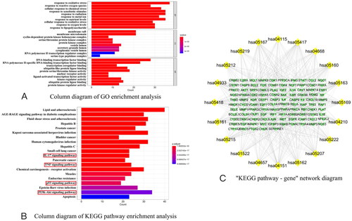 Figure 3. (A) Column diagram of GO enrichment analysis; (B) column diagram of KEGG pathway enrichment analysis; (C) ‘KEGG pathway – gene’ network diagram (Note. KEGG pathway enrichment analysis. The column size represented the number of targets coincident with this path in the regulation of AKI by XXD and the color represented the p value of KEGG enrichment, the yellow nodes indicate KEGG pathway and the targets of XXD for the regulation of AKI are marked as green. KEGG: Kyoto Encyclopedia of Genes and Genomes).