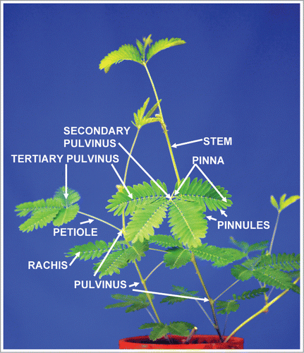 Figure 1. The structure of Mimosa pudica.