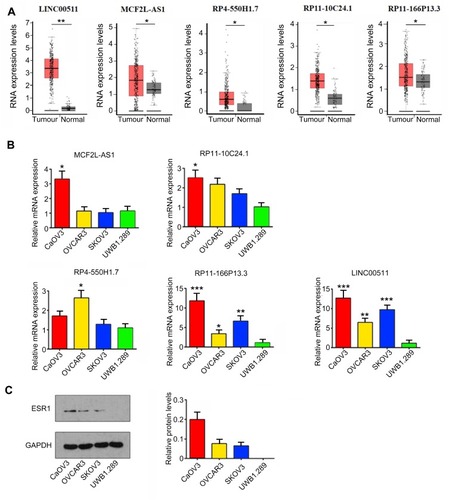 Figure 1 Expression of lncRNAs in OV cancer and cell lines. (A) By using ChIPBase (http://rna.sysu.edu.cn/chipbase/), bioinformatics analysis showed that ESR1 is involved in the regulation of 175 lncRNAs. GEPIA showed that many lncRNAs among the 175 lncRNAs have the significant difference in their expression between OV and normal ovarian tissues. The top 5 differential lncRNAs are MCF2L-AS1, RP11-10C24.1, RP11-166P13.3, RP4-550H1.7 and LINC00511. *P<0.05 and **P<0.01 vs normal tissues. (B) RT-qPCR assay was performed to measure the expression of MCF2L-AS1, RP11-10C24.1, RP11-166P13.3, RP4-550H1.7 and LINC00511 in OV CAOV3, OVCAR3, SKOV3 and UWB1.289 cell lines. *P<0.05, **P<0.01, ***P<0.001 vs UWB1.289 cell. (C) Western blot assay was performed to measure ESR1 expression in OV CAOV3, OVCAR3, SKOV3 and UWB1.289 cell lines.