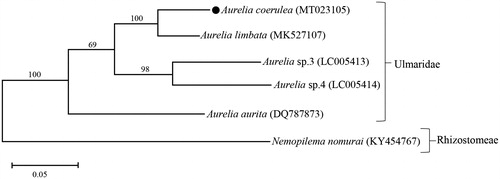 Figure 1. Molecular phylogeny of Aurelia coerulea in the family Ulmaridae. A relative jellyfish Nemopilema nomurai (Rhizostomeae) was included as the out-group. The phylogeny tree was reconstructed using concatenated amino acid sequences of 13 mitochondrial protein coding genes and the maximum-likelihood (ML) algorithm with the JTT matrix-based model in MEGA X software. Bootstrap proportions (BP) of the 1000 times replications were incorporated into the ML tree. The branch lengths are proportional to the scale given. Aurelia coerulea determined here represents with a black dot.