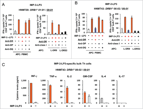 Figure 6. Induction of IMP-3-LP-specific Th cells from HNMT patients. (A, B) CD4+ T cells isolated from HNMT20 and HNMT43 were stimulated with autologous DCs and PBMCs pulsed with IMP-3-LPs. After two rounds of stimulation, the generated Th cells were re-stimulated with autologous PBMCs or HLA-class II-expressing L cells pulsed with IMP-3-LP3. The number of IFNγ-producing Th cells was analyzed by ELISPOT assay. Representative data from at least three independent experiments with similar results are shown. The HLA-class II genotype of the donor is indicated at the top of the panels. The underlined HLA-class II alleles encode HLA-class II molecules presenting cognate peptides to Th cells. (C) Profiles of cytokine produced upon LP stimulation in IMP-3-LP3-specific Th clones generated from HNMT43 patient. Data are presented as the mean ±SD of triplicate assays.