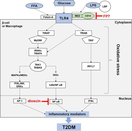 Figure 1 TLR4 signaling pathway (schematic). After LBP- and CD14-mediated LPS binding or FetA-mediated FFA binding, the TLR4/MD-2 complex recruits MyD88 or TRIF via TIRAP and TRAM.27 This action, in turn, induces (1) the MyD88-dependent pathway.29 MyD88 binds with the IRAK/TRAF6 complex (Complex I) and TAK1/TAB complex (Complex II), subsequently triggering the activation of IKK. IκBα is phosphorylated by activation of IKK and stimulates the translocation of NF-κB into the nucleus, where NF-κB leads to the production of ROS and proinflammatory cytokines. Complex II can also trigger the MAPK pathway and lead to the activation of p38, JNK and ERK1/2. This activation stimulates the translocation of AP-1 into the nucleus, and proinflammatory cytokines are subsequently transcribed. (2) In the MyD88-independent pathway,34 TLR4 is stimulated by LPS and associates with translocating chain-associated membrane protein (TRAM) and TIR-domain-containing adaptor-inducing interferon-β (TRIF). The dimerization of TRAM and TRIF activates the TRAF6-TAK1-IKK pathway. Alternatively, TBK1 kinase can activate interferon regulatory factor (IRF)3 by phosphorylating it. Activated IRF3 can migrate to the nucleus and act as a transcription factor. Interferon (IFN)-1β binds to activated IRF3 and subsequently activates the production proinflammatory cytokines. Furthermore, two potential targeting points blocking TLR4 signal-pathway have been found according to the literature: (a) FP7 blocks the TLR4 signaling pathway by targeting MD2 and CD14; (b) dioscin inhibits the TLR4 signaling pathway by decreasing NF-κB expression.