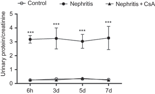 Figure 1.  Twenty-four hour urinary protein/creatinine ratio (mg/dL vs. mg/dL) of rats during the experimental period. Values are expressed as mean ± SEM. n = 6 at each time point, for each group.Notes: ***Denotes p < 0.001 against control and nephritis + CsA groups. CsA, cyclosporine A.