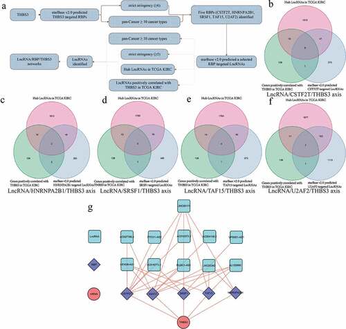 Figure 9. Establishment of LncRNA/RBP/THBS3 mRNA networks; (A) the whole workflow of identifying LncRNA/RBP/THBS3 mRNA networks; (B) Venn diagrams of identifying the LncRNA/CSTF2T/THBS3 axis; (C) Venn diagrams of identifying the LncRNA/HNRNPA2B1/THBS3 axis; (D) Venn diagrams of identifying the LncRNA/SRSF1/THBS3 axis; (E) Venn diagrams of identifying the LncRNA/TAF15/THBS3 axis; (F) Venn diagrams of identifying the LncRNA/U2AF2/THBS3 axis; (G) the LncRNA/RBP/THBS3 mRNA networks.
