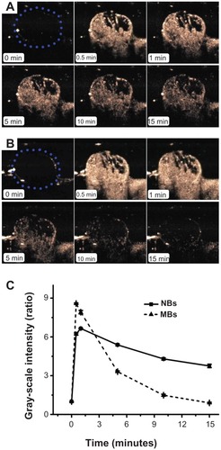 Figure 7 In vivo passive tumor targeting. Representative subcutaneous tumor images before (blue dotted line) and after the injection of nanobubbles (NBs) (A) compared with microbubbles (MBs) (B) at various time points (0, 0.5, 1, 5, 10, and 15 minutes). The corresponding time–intensity curve of tumor enhancement after injection of the contrast agent (C).