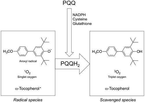 Fig. 4. The summary of radical quenching reactions. Pyrroloquinoline quinol (PQQH2) can be made from pyrroloquinoline quinone (PQQ) by reduction of NADPH, cysteine, and glutathione. Aroxyl radicals, singlet oxygen, and α-tocopheroxyl radicals are quenched by PQQH2.