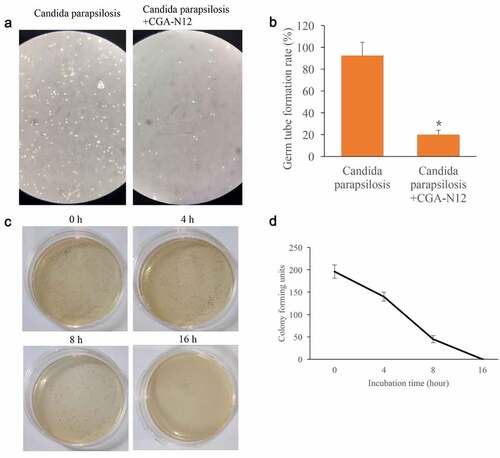 Figure 7. Germ tube formation rate and time-kill curves were measured. (a) Germ tube formation was measured after treatment with C. parapsilosis, and CGA-N12; (b) Germ tube formation rate was analyzed; (c) Time-kill curves were performed through colony forming assays; (d) Time-kill curves were analyzed. *P < 0.05 compared with group C. parapsilosis.