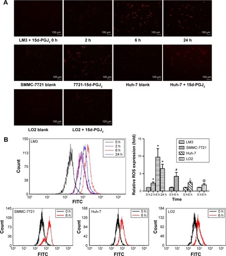 Figure 3 15d-PGJ2 induces ROS generation in HCC cell lines.