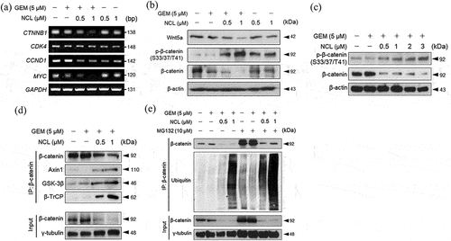 Figure 4. Niclosamide decreases cell proliferation and inhibits linear ubiquitination of β-catenin.