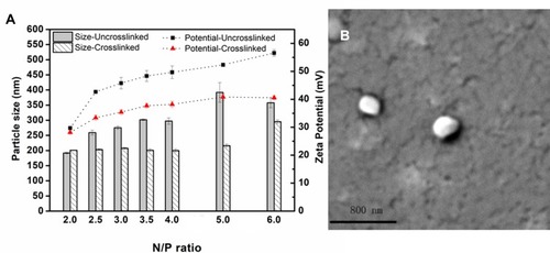 Figure 2 (A) Chitosan particle sizes and zeta potentials change with N/P ratios. (B) Chitosan nanoparticle morphology observed by SEM.