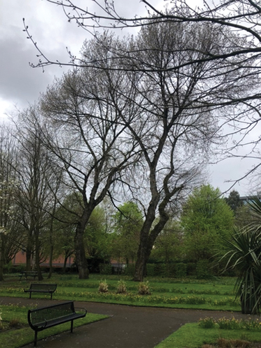 Figure 2. The black poplar’s characteristic leaning habit.