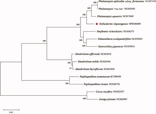 Figure 1. Maximum-likelihood (ML) phylogenetic tree of N. zhejiangensis was constructed with 11 published complete chloroplast genomes of species in Orchidaceae and two outgroups. N. zhejiangensis is marked with a dot. ML bootstrap values are shown at each node.