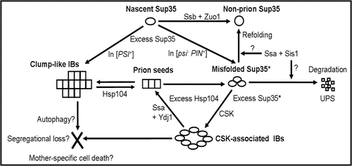 Figure 2 Model for the role of molecular chaperones in formation and propagation of the [PSI+] prion. CSK, cytoskeleton; UPS, ubiquitin-proteasome system; IBs, inclusion bodies. See comments in text.