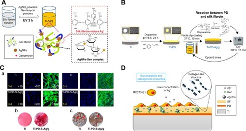 Figure 4 (A) Schematic of in situ preparation of SF/AgNPs/Gen composite solution and the possible reduction mechanism of Ag+ by SF as well as the interaction between AgNPs and gentamicin. (B) Illustrative diagram of fabrication process for PD-S-Ag/g coatings on titanium substrate, scheme is not in real scale. (C) SF-coated AgNPs shows good biocompatibility and improved osteogenic differentiation. (a) Fluorescent images for 3 and 5 days with actin stained with FITC (green) and nuclei stained with DAPI (blue). (b) Collagen secretion on different specimens for 28 days. (c) Calcium deposition (red arrow) on different specimens for 28 days. (D) Mechanism on the AgNPs/Gen-contained SF-based coatings.Note: Reprinted with permission from Zhou W, Jia Z, Xiong P, et al. Bioinspired and biomimetic AgNPs/gentamicin-embedded silk fbroin coatings for robust antibacterial and osteogenetic applications. ACS Appl Mater Interfaces. 2017;9(31):25830–25846. Copyright (2017) American Chemical Society.Citation97Abbreviations: AgNP, silver nanoparticle; PD, ploy-dopamine; SF, silk fibroin.