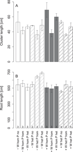 Figure 4 Cluster length (A) and root length (B) of white lupin (Lupinus albus L.) grown at low (–) or high water supply (+) in homogeneous (W hom) or heterogeneous (W het) substrate with no additional phosphorus (P) supply (P no), homogeneous P fertilization (P hom) or heterogeneous P fertilization (P het). The numbers at the bottom of the bars in the lower graph give the number of replicates. The error bars give the standard errors of the means.