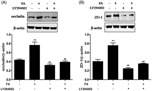 Figure 6. Effects of the PI3K/Akt pathway on FA-induced occludin and ZO-1 protein expression in IEC-6 cells. (A and B) IEC-6 cells were pretreated with 10 μM LY294002 for 1 h and then treated with 20 μM FA for 4 h. The levels of occludin and ZO-1 proteins were determined by Western blot analysis. Data are presented as the means ± SEM of three independent experiments. Statistical analysis was performed by using one-way ANOVA and Tukey’s test. **p < .01 compared to the control group; ##p < .01 compared to the heat stress-treated group.