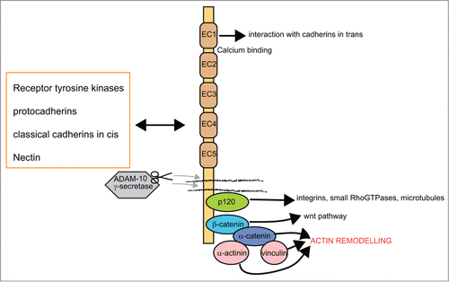 Figure 2. Schematic representation of domains in classical cadherins, main interactors and most relevant signaling pathways. Classical cadherins mediate homophilic interactions with other cadherins in the extracellular space, while intracellularly they organize the actin cytoskeleton and integrate several signaling pathways. The extracellular domains of cadherins are characterized by the repetition of several copies (5) of the cadherin motif, which mediates cell adhesion in a Ca2+ dependent manner.Citation27 Several interactions can be established with receptors and other adhesion molecules (for a review see refs.Citation28,29). Proteolytic processing of cadherin is regulated by the gamma-secretase/ADAM complex and mediates the release of intracellular and extracellular domains.Citation46 The intracellular domain of cadherin interacts with p120-catenin and with the β-catenin core complex. The protein p120-catenin stabilizes adhesions and regulates interactions with other adhesion molecules and membrane remodelling complexes (for a review see ref.Citation64). The core β-catenin complex has the dual function of regulating both adhesion and gene transcription. Adhesion is mediated by the interaction with α-catenin, which contacts actin and vinculin. These interactions are at the basis of actin/cytoskeletal remodelling events. Beta catenin is also implicated in the activation of wnt signaling pathways (for a review see ref.Citation65).