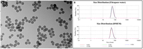 Figure 1. Particle characterization. Representative TEM image (A) and particle hydrodynamic size (B) of SiNPs in ultrapure water or DMEM within 24 h. Scale bar, 100 nm.