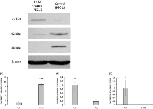 Figure 2. Expression of TMPRSS2 in IPEC-J2 cells. IPEC-J2 cells were untreated or exposed to I-432 for 48 h at 50 μM in phenol red free DMEM at pH = 7.4 at 37 °C. Cell lysates were prepared and analyzed by immunoblotting using polyclonal TMPRSS2 Ab. The full length of TMPRSS2 present in IPEC-J2 cells appeared as a 72 kD band, the truncated form as a 62 kDa band and serine protease domain as 28 kDa band on the blot, whereas β-actin (42 kDa) was used as reference housekeeping protein on the same blot. (A) Relative expression levels for full length form with apparent molecular mass of ∼72 kDa in I-432 treated samples versus control (p = 9.3535 × 10−5). (B) Relative expression levels for truncated form with apparent molecular mass of ∼62 kDa in I-432 treated samples versus control (p = 0.00357). (C) Relative expression levels for serine protease domain with apparent molecular mass of ∼28 kDa in I-432 treated samples versus control (p = 0.02057). Relative expression levels of detected protein products were compared in I-432 and in mock (Co) IPEC-J2 samples based on densitometric quantification of blot bands. Data are presented as average relative expression intensities ± SDs. Results shown are representative of three independent experiments.