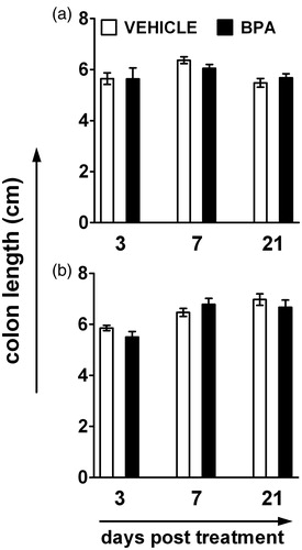 Figure 4.  Exposure to BPA does not influence the contraction in colon length following DNBS administration. (a) Mice were directly exposed to BPA via oral route starting 7 days prior to DNBS administration and daily BPA treatment continued until the day of sacrifice (n = 8 mice/group/time-point). (b) Mice were developmentally exposed to BPA during gestation and lactation (n = 7–8 mice/group/time-point). Colitis was induced to adult male mice by rectal administration of DNBS, and defined sections from different regions of the colon were collected for the evaluation of the disease 3, 7, and 21 days after DNBS administration. The bar graphs depict the mean (±SEM) length of the entire large intestine, from base of the cecum to the rectum. Similar findings were observed in developmentally-exposed female offspring (not shown).