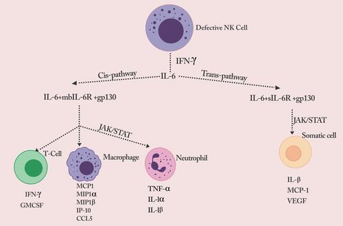 Figure 1 Defective NK cell signals the production of a flurry of cytokines.Notes: Reproduced from Rowaiye, A.; Okpalefe, O.; Onuh, O.; Ogidigo, J.; Oladipo, O.; Ogu, A.; Oli, A.; Olofinase, S.; Onyekwere, O. Preparing for the Storm: Mitigating the Effect of SARS-CoV-2 Induced Hypercytokinemia. Preprints 2020, 2020110604. Creative Commons license and disclaimer available from: http://creativecommons.org/licenses/by/4.0/legalcode.