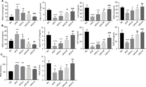 Figure 5 RSV supplement improved the antioxidant and oxidation in HFD-fed mice.Notes: (A) Brain, (B) liver, and (C) serum. *P<0.05, **P<0.01, ***P<0.001 and ****P<0.0001 compared with the NC control group; #P<0.05, ##P<0.01, ###P<0.001 and P<0.0001 compared with the HFD control group.