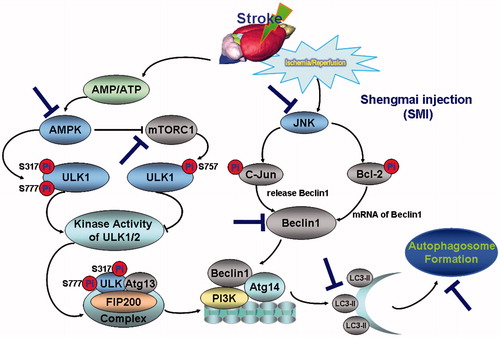 Figure 7. Schematic diagram of the protective effect of Shengmai injection (SMI) against cerebral ischemia/reperfusion in mice via autophagy and related signalling pathways. SMI could remarkably inhibit the phosphorylation of AMPK and down-regulated the phosphorylation of mTOR and JNK after 24 h of reperfusion.SMI could significantly inhibit the autophagy-related proteins including Beclin 1 and LC3, and then decrease the formation of autophagosome so as to suppress the cerebral ischemia/reperfusion in mice.