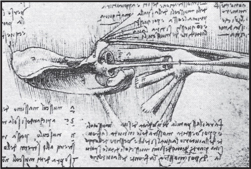 Figure 9. Leonardo da Vinci. The shoulder viewed from above (c. 1510–13)91.