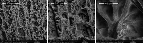 Figure 6 Scanning electron microscopy (SEM) pictures at various magnifications (200 × , 500 × and 3000 × ; from left to right) of a scCO2-dried aerogel from bacterial cellulose. Reproduced with permission from Liebner et al. (2010), Copyright Wiley-VCH Verlag GmbH & Co. KGaA.