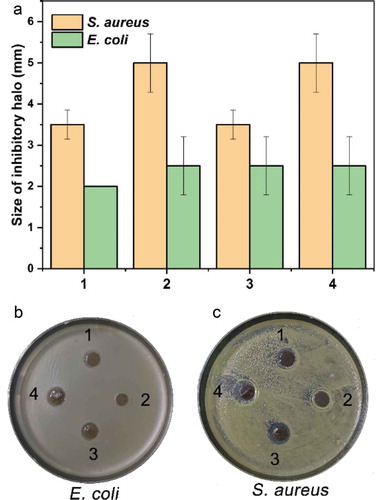 Figure 10. The antimicrobial activity of the hydrogels. The hydrogels had a different growth inhibitory effect on the growth of Gram-positive (E. coli) and Gram-negative (S. aureus) bacteria, which was indicated by the size of the inhibitory halo (A) and photos (B and C). By comparison, the hydrogels had a relatively more substantial inhibitory effect on the Gram-positive bacterium than on the negative