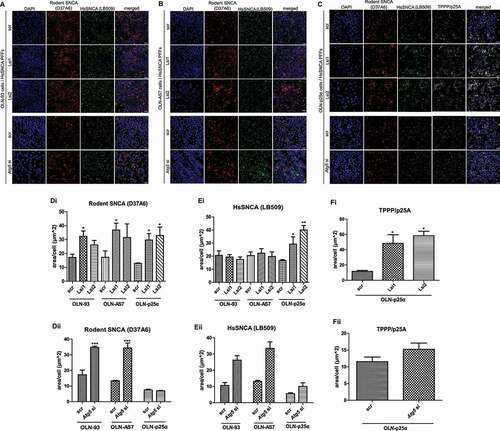 Figure 8. TPPP/p25A overexpression favors the degradation of both exogenously added (HsSNCA PFFs) and recruited endogenous oligodendroglial SNCA via CMA and not via macroautophagy. (A-C) Representative immunofluorescence images of OLN-93, OLN-AS7 and OLN-p25α cells incubated with 1 μg/ml HsSNCA PFFs added at 24 h following transfection with scrambled RNA (as negative control) and Lamp2a- (Lsi1 and Lsi2, 60 nM) or Atg5-siRNAs (Atg5 si, 10 nM) for another 48 h, using antibodies against the endogenous rodent SNCA (red, D37A6 antibody), human SNCA (green, LB509 antibody) and TPPP/p25A (gray) and DAPI staining. Scale bar: 25 μm. (D-F) Quantification of the endogenous rodent SNCA (Di, Dii), human SNCA (Ei-Eii) or TPPP/p25A (Fi-Fii) protein levels in OLN-93, OLN-AS7 and OLN-p25α cells measured as μm2 area surface/cell following transfection with Lsi1 and Lsi2 or Atg5 siRNAs and incubation with HsSNCA PFFs added at 24 h post-transfection for an additional 48 h treatment. Data are expressed as the mean ± SE of three independent experiments with duplicate samples/condition within each experiment; *p < 0.05; **p < 0.01; ***p < 0.001, by one-way ANOVA with Tukey’s post hoc test.