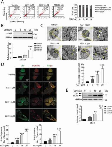 Figure 1. Gefitinib activates hepatocytes apoptosis and autophagy. (A) HL-7702 cells were treated for 48 h as indicated. Apoptotic cells were identified by flow cytometry (n = 3). (B–E) HL-7702 cells were treated with gefitinib as indicated for 24 h. (B) Expression of c-PARP was analyzed by western blot. (C) Representative images of transmission electron microscope. For 1750× magnification, scale bar: 5 µm; for 10000× magnification, scale bar: 1 µm. Yellow arrowheads denote autolysosomes. Autophagic vesicles (autophagosome/autolysosome) per cell were quantified (n > 20, one-way ANOVA, Dunnett T3 test). (D) Representative confocal fluorescence micrographs of HL-7702 cells transfected with Ad-mCherry-GFP-LC3B. Scale bar: 20 μ. Quantification of autophagosome and autolysosome puncta was represented (n > 30, one-way ANOVA, Dunnett T3 test). (E) Expression of LC3 was analyzed by western blot. Western blot was repeated at least three times and densitometric analysis was carried out. All data are presented as the mean ± SD. *p < 0.05; **p< 0.01; ***p< 0.001. Abbreviations: GEFI, gefitinib; c-PARP, cleaved PARP